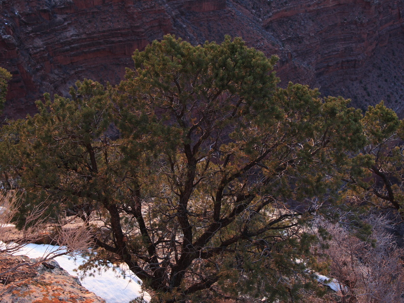 Grand Canyon Trip 2010 431